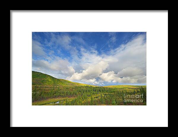 00431045 Framed Print featuring the photograph Black Spruce on Fall Tundra by Yva Momatiuk John Eastcott