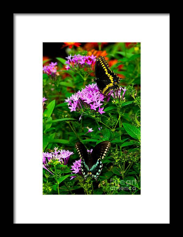 Black Framed Print featuring the photograph Black Swallowtails by Angela DeFrias
