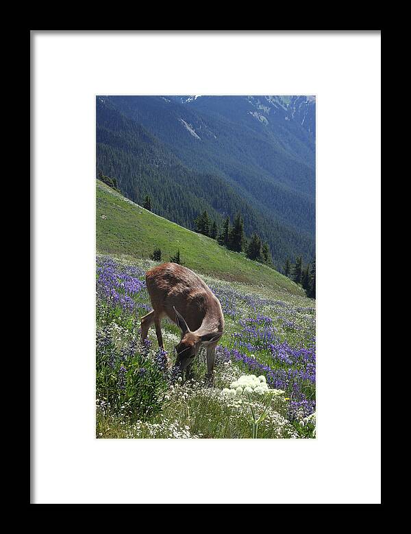 Deer Framed Print featuring the photograph Black-Tailed Deer and Lupines by Mark Alder