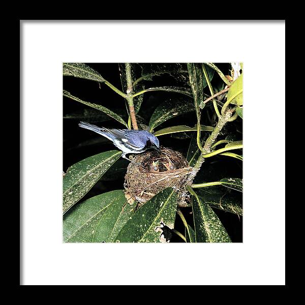 Animal Framed Print featuring the photograph Black-throated Blue Warbler by G Ronald Austing