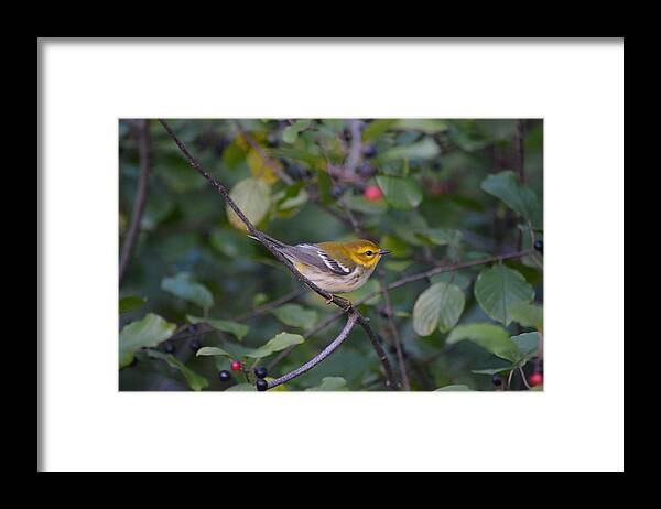 Wildlife Framed Print featuring the photograph Black-throated Green Warbler by James Petersen