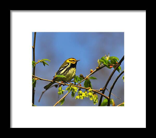 Black-throated Green Warbler Framed Print featuring the photograph Black-throated Green Warbler by Tony Beck