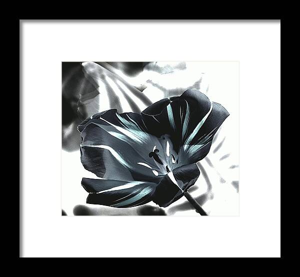 Black Tulip Framed Print featuring the photograph Black Tulip II by Andrea Lazar