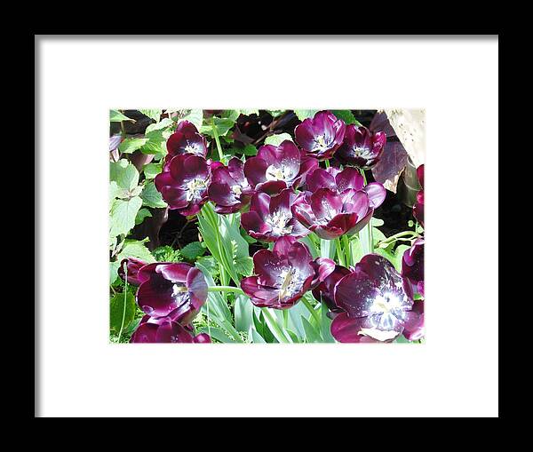 Floral Framed Print featuring the photograph Black Tulips by Karin Dawn Kelshall- Best