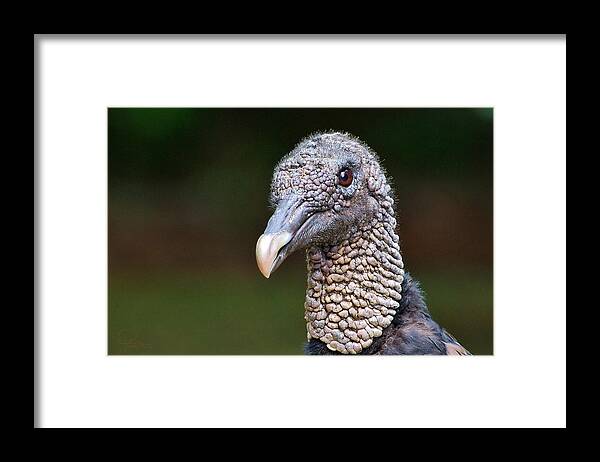 Photography Framed Print featuring the photograph Black Vulture by Ludwig Keck