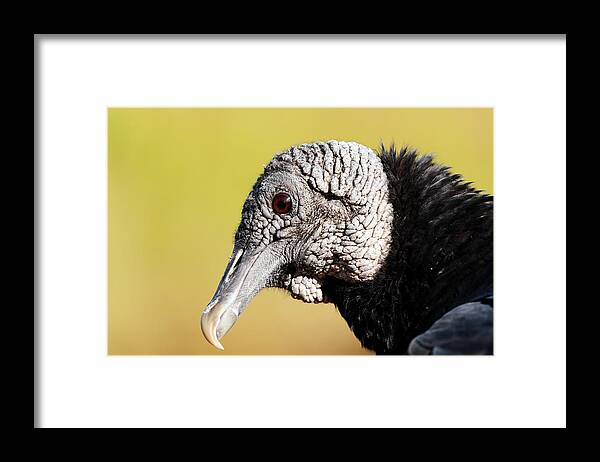 American Black Vulture Framed Print featuring the photograph Black Vulture Portrait by Katherine White