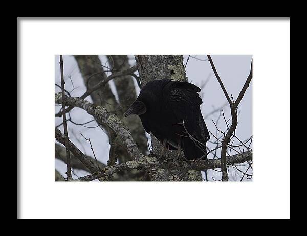 West Virginia Birds Framed Print featuring the photograph Black Vulture by Randy Bodkins