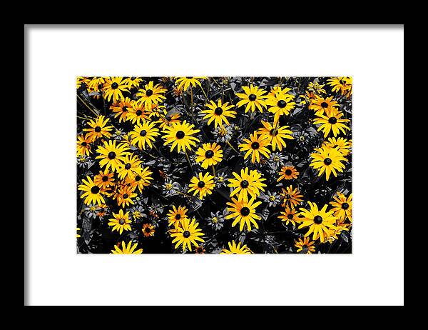 Framed Print featuring the photograph Black White and Yellow Eyed Susies' by Daniel Thompson