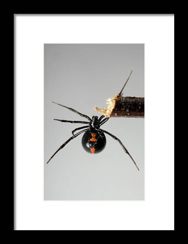 Arachnid Framed Print featuring the photograph Black Widow Spider by Aaron Ansarov