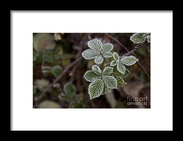 Photography Framed Print featuring the photograph Blackberry Frosting by Sean Griffin