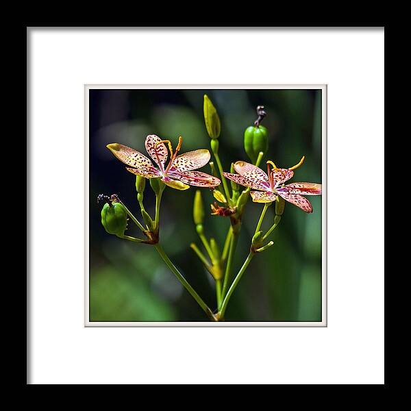 Blackberry Framed Print featuring the photograph Blackberry Lily by Farol Tomson