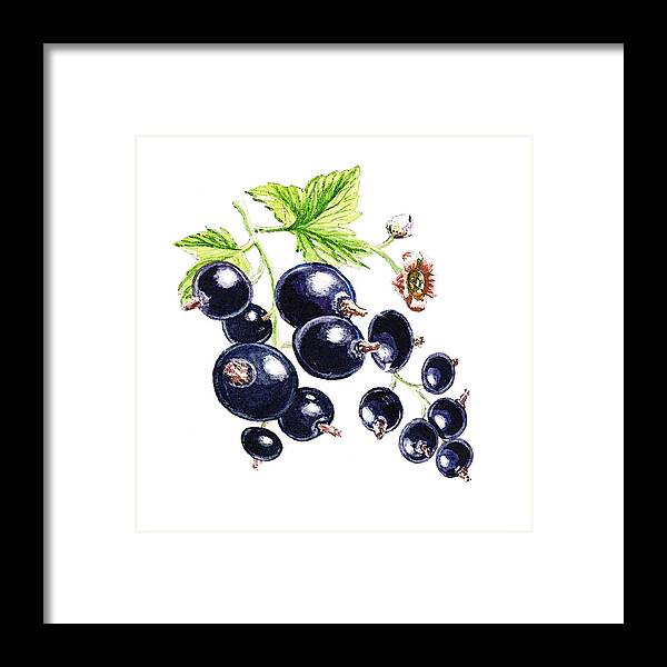 Blackcurrant Framed Print featuring the painting Blackcurrant Berries by Irina Sztukowski