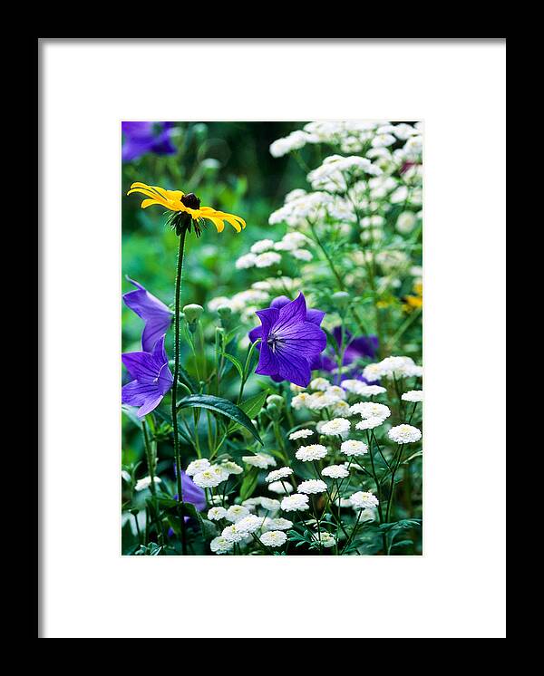Flowers Framed Print featuring the photograph Blackeyed Susan by Michael Hubley