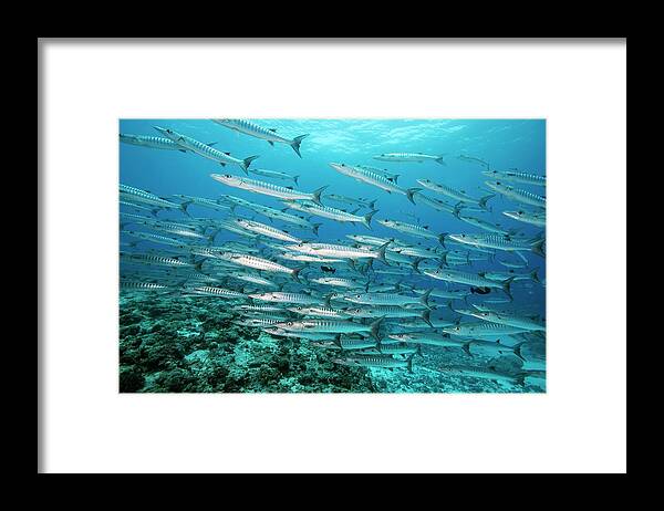 Biology Framed Print featuring the photograph Blackfin Barracuda In Palau by Scubazoo/science Photo Library
