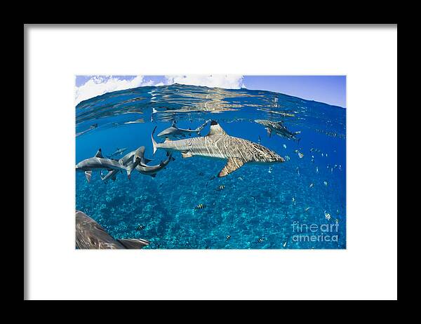 Blacktip Reef Shark Framed Print featuring the photograph Blacktip reef sharks _Carcharhinus melanopterus_ Yap, Micronesia by Dave Fleetham
