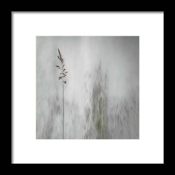 Straw Framed Print featuring the photograph Blade Of Grass by Gilbert Claes