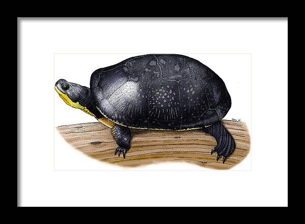 Art Framed Print featuring the photograph Blandings Turtle by Roger Hall