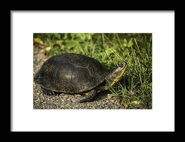 Blanding's Turtle (emys Blandingii Or Emydoidea Blandingii) Framed Print featuring the photograph Blanding's Turtle by Thomas Young