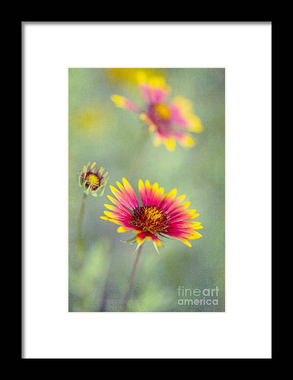 Blanket Flowers Framed Print featuring the photograph Blanket Flowers by Elena Nosyreva