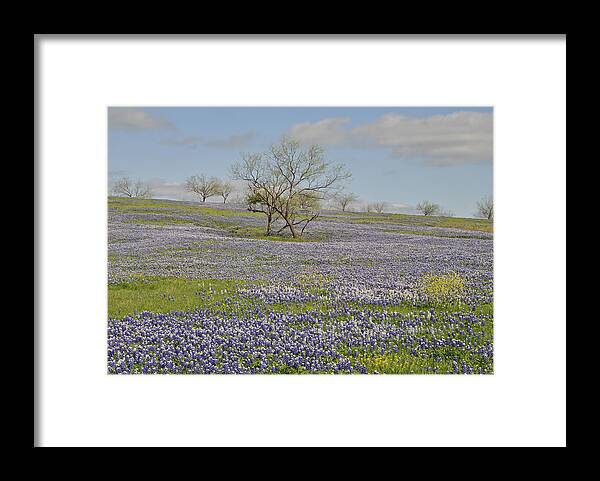 Bluebonnet Scenery Framed Print featuring the photograph Blanket of Bluebonnets by Pamela Smale Williams