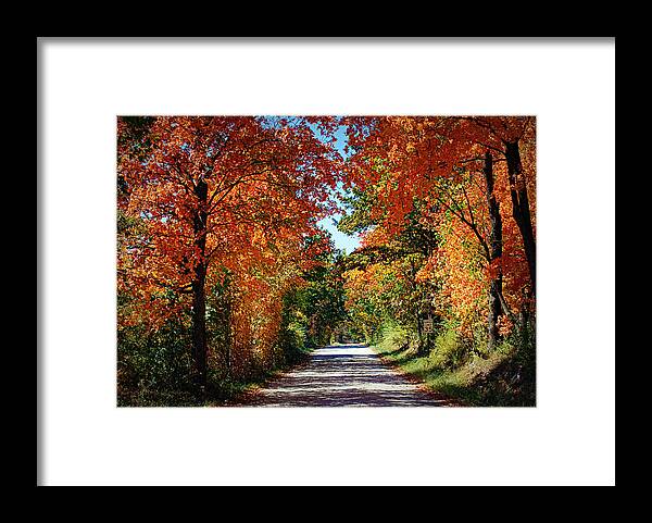 Trees Framed Print featuring the photograph Blaze of Glory by Cricket Hackmann