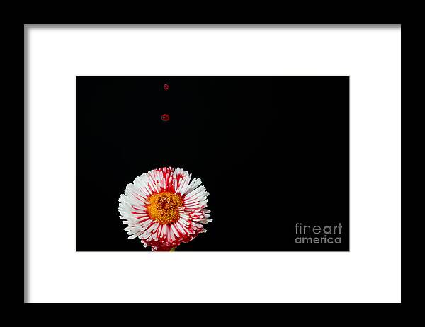 Flower Framed Print featuring the photograph Bleeding flower by Mats Silvan