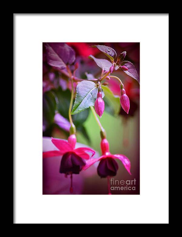 Flower Framed Print featuring the photograph Bleeding Hearts by Denise Tomasura