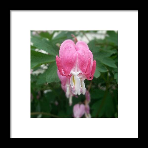  Framed Print featuring the photograph Bleeding Hearts Heals Broken Hearts by Sacred Muse