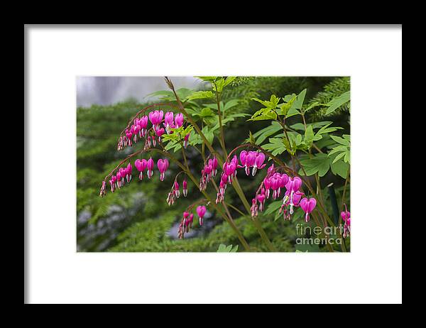 Bleeding Framed Print featuring the photograph Bleeding Hearts by Louise Magno