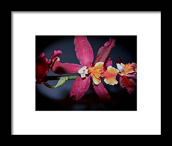 Orchids Framed Print featuring the photograph Blend of Beauty by Randy Rosenberger