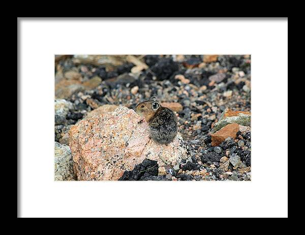 Pika Framed Print featuring the photograph Blending In #1 by Shane Bechler