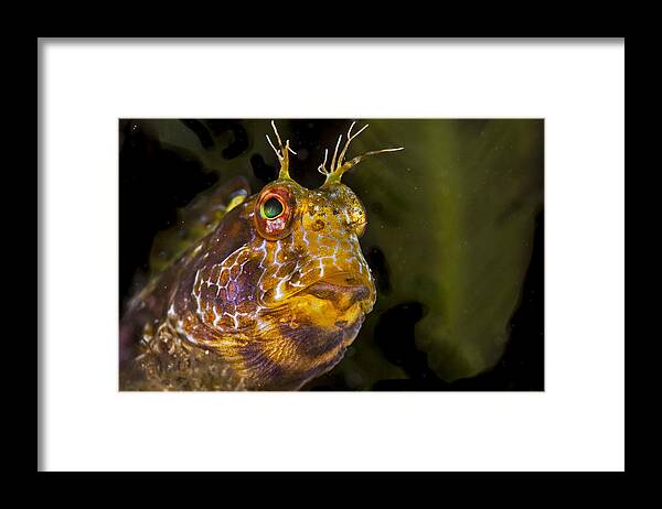 Blenny Framed Print featuring the photograph Blenny In Deep Thought by Sandra Edwards