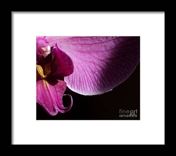 Orchid Framed Print featuring the photograph Bliss by Geri Glavis