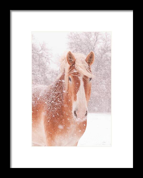 Snow Framed Print featuring the photograph Blizzard Belgian by Sari ONeal