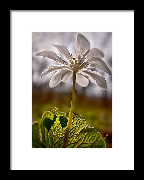 2011 Framed Print featuring the photograph Bloodroot by Robert Charity