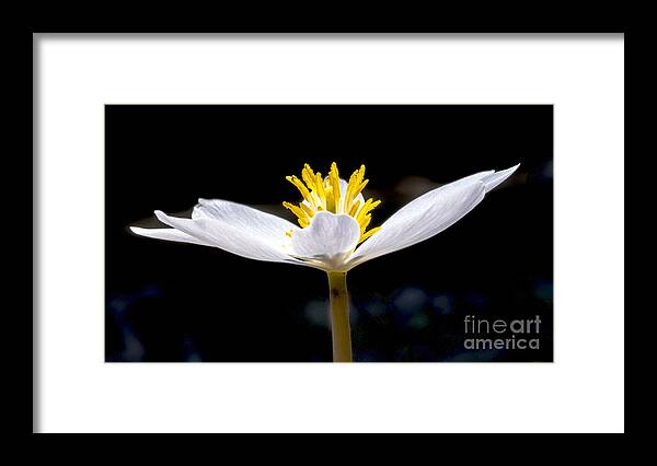 Flowers Framed Print featuring the photograph Bloodroot 1 by Steven Ralser