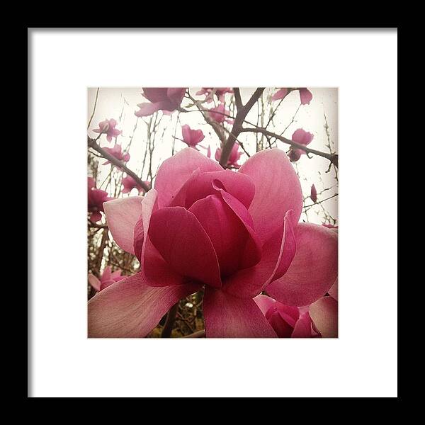 Bloom Framed Print featuring the photograph #bloom by Tanner Spaulding