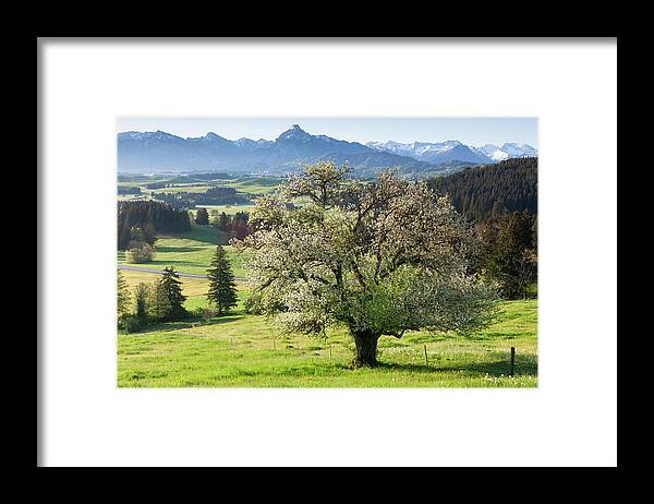 Scenics Framed Print featuring the photograph Blooming Apple Tree In A Meadow by Ingmar Wesemann