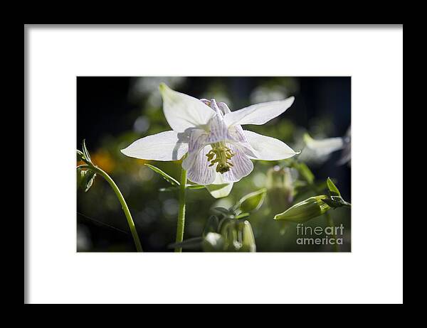 Columbine Framed Print featuring the photograph Blooming Columbine by Brad Marzolf Photography