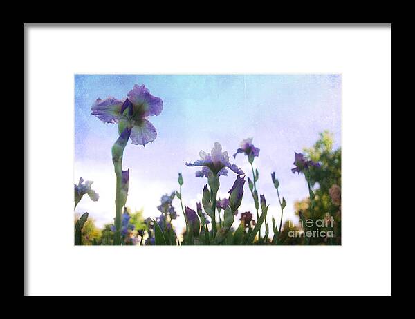 Stem Framed Print featuring the photograph Blooming Iris by Jennifer Camp