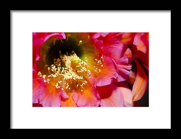 Flower Framed Print featuring the photograph Blooming Pink Explosions by Richard Henne