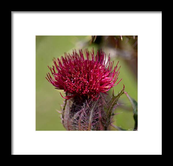 Blooming Spear Thistle Framed Print featuring the photograph Blooming Spear Thistle by Maria Urso