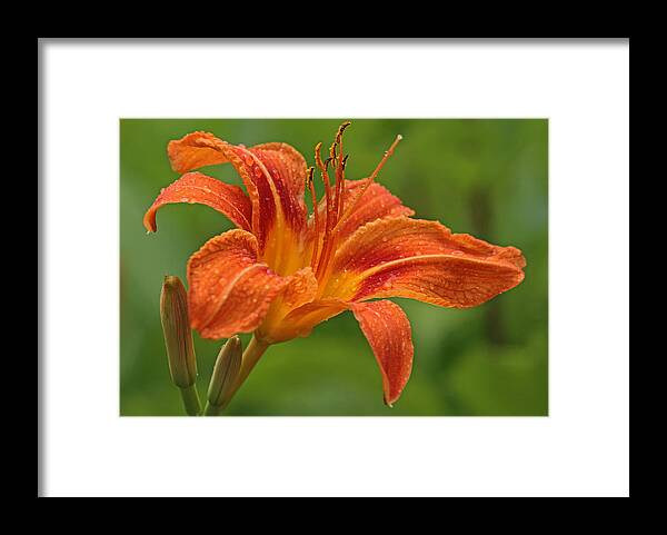 Orange Framed Print featuring the photograph Blooming Tiger Lily by Juergen Roth
