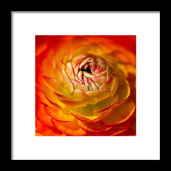 Photography Framed Print featuring the photograph Bloomingdale Tangerine Buttercup by Julie Palencia