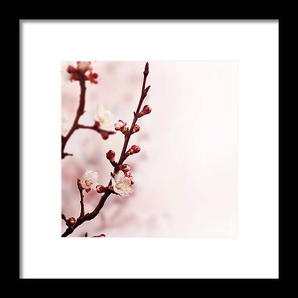 Blossom Framed Print featuring the photograph Blossom Flower by Jelena Jovanovic
