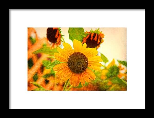 Sunflower Framed Print featuring the photograph Blossoming Sunflower Beauty by Toni Hopper