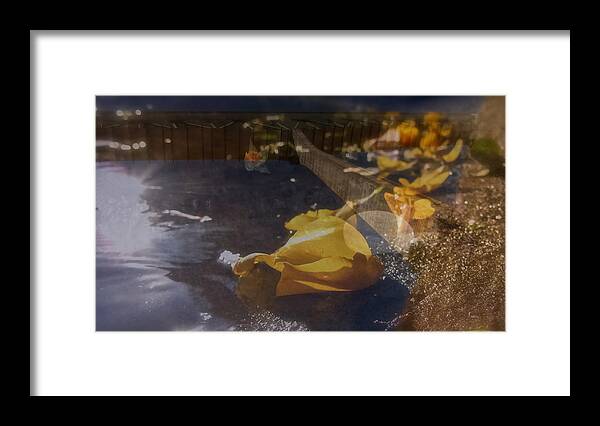 Yellow Rose Petals; Forest Hill Bridge; Auburn; Light; Gold; Falling; Framed Print featuring the photograph Blossomrain 50 by Georg Kickinger