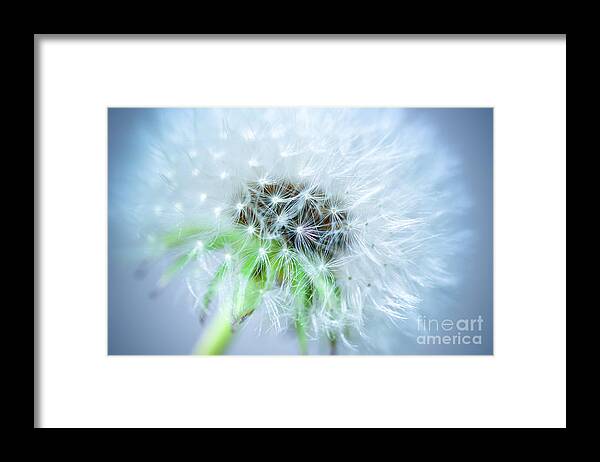 Blossom Framed Print featuring the photograph Blowball - blue by Hannes Cmarits