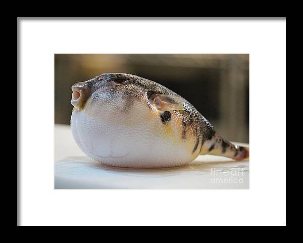 Blowfish Framed Print featuring the photograph Blowfish 2 by Cynthia Snyder