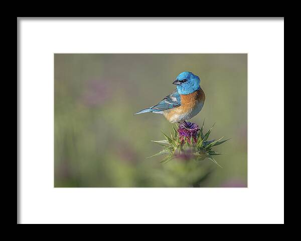 Bird Framed Print featuring the photograph Blowin' In The Wind by Greg Barsh